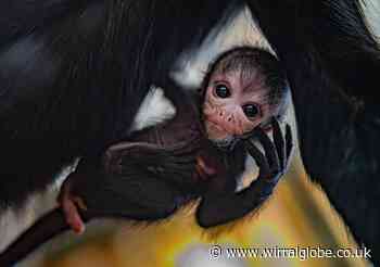 Chester Zoo reveals pictures of tiny newborn spider monkey