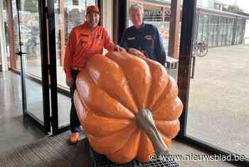 Pompoentelers uit alle windstreken zakken af naar Kasterlee: “We behoren zelf tot de top tien van de wereld”