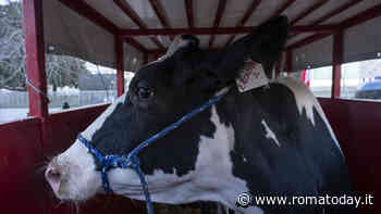 Agricoltori a Roma, altro giorno di protesta: trattore e mucca Ercolina in piazza San Pietro