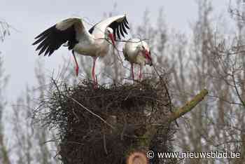 Oostelse ooievaars bouwen nest in oude boom