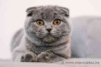 Dilbeekse fokker van verboden ‘Taylor Swift’-katten verliest erkenning: “Bij recidive aarzelen we niet”