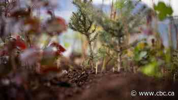 The mighty benefits of 'tiny forests'