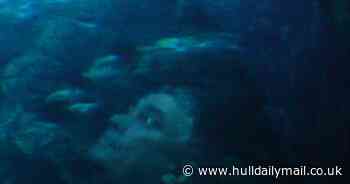 11 of the most bizarre stories ever to be told in Hull - and some you simply won't believe