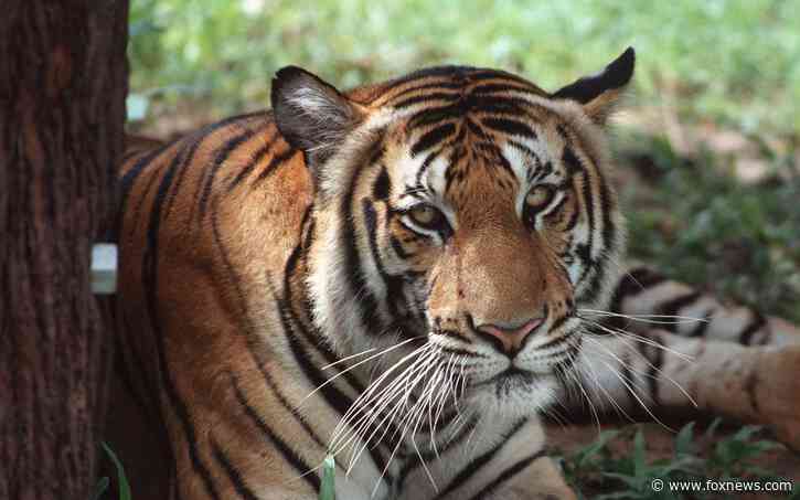 Cambodia to import tigers from India as part of plan to restore population