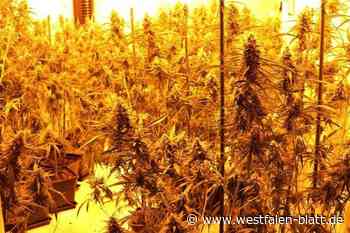Steinheim: 300 Cannabis-Pflanzen verbrannt