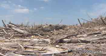 Boreal forest advocates raising awareness around clear-cutting in Saskatchewan