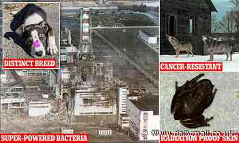 The mutants of Chernobyl: How radiation exposure has forced animals to mutate in incredible ways to survive - creating black frogs, cancer-resistant wolves and a NEW species of dog