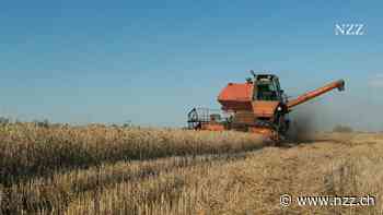 Russisches oder ukrainisches Getreide? Weitere Vorwürfe gegen Zuger Rohstoffhändler wegen Geschäften mit gestohlenem Weizen