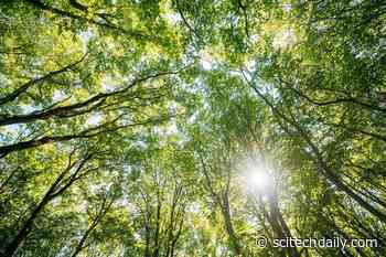 Keeping Cool: Unlocking the Climate Secrets of Eastern U.S. Reforestation