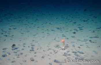 Marine Biologists Discover Unexpected Biodiversity on the Ocean Floor