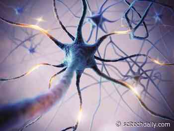 The Missing Puzzle Piece: Neuroscientists Discover New Group of Brain Cells