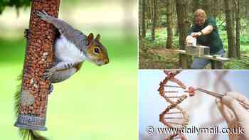 That's nuts! Inside the government's plan to crackdown on grey squirrels - from feeding them contraceptive-spiked hazelnut spread to releasing mutant animals into the wild
