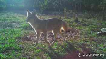 Which animals scavenge human remains in Alberta? This study used dead pigs to find out