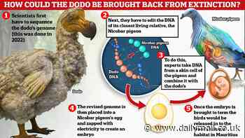 Inside the ambitious plan to 'de-extinct the Dodo': How scientists are using stem cell technology to bring back the extinct species - more than 350 years after it was wiped out