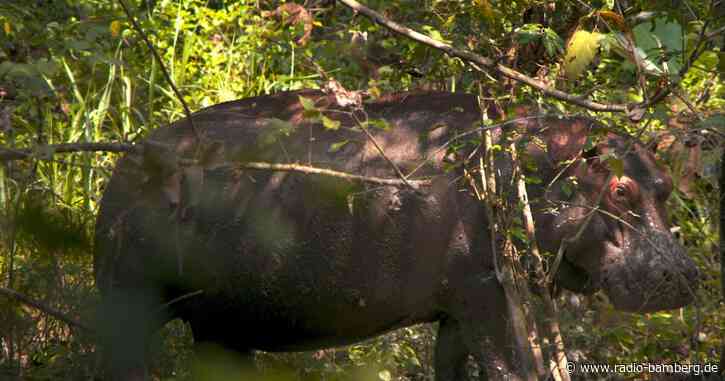 Merk-würdige Filme bei der Berlinale