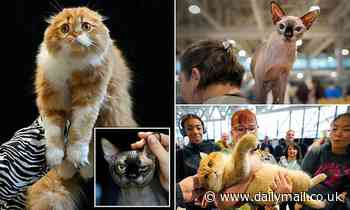 Purr-fect displays! Fabulous felines put their best paws forward to compete in Catstravaganza contest