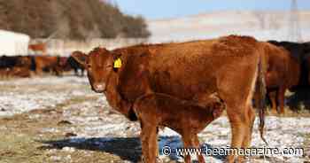 Managing calving in muddy conditions