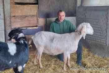 Geitenfokker Dany (60) kweekt al 29 jaar Anglo-Nubische prijsgeiten
