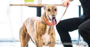 Dogs now welcome at all East Riding leisure centre cafés after trial