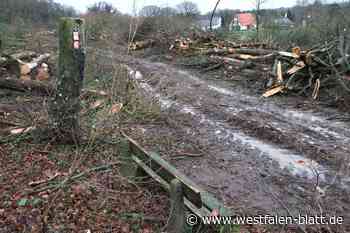 Warum in Steinhagen-Amshausen so viele große Buchen gefällt wurden