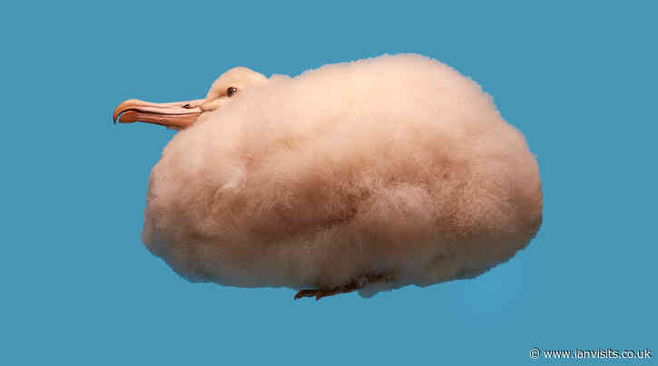 Feathers, Flight, and Fascination: The Natural History Museum reveals the secrets of avian evolution