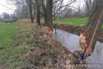Bever knaagt aan bomen in Pelt, en dat zorgt voor indrukwekkende beelden