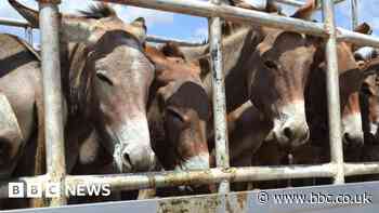 'Brutal' donkey skin trade banned by the African Union