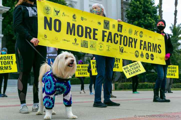 Young Reporter: The Animal Liberation Front: What is it? - Drew Kotz
