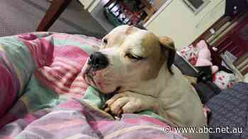 One in five dogs has been attacked by another, as owners share stories of roaming packs, illegal breeding