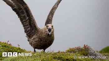 'Pirate of the seas' in big decline after bird flu