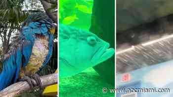 Videos give closer look at Miami Seaquarium conditions as vets join call to shut it down