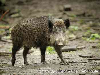 Was gegen Wolfsburger Wildschwein-Plage hilft – und was nicht