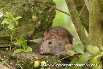 What does a rat's nest look like? Why you shouldn't disturb rats