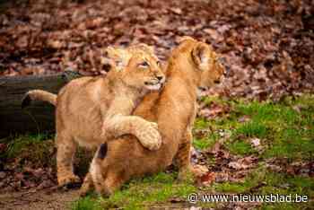 Leeuwenwelpjes in Planckendael hebben een naam gekregen: bezoekers kiezen voor Yarzar en Yade