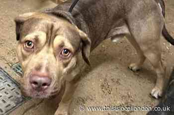 Man who beat mastiff with chain is banned from keeping dogs
