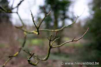 Bekijk de eerste lentetekenen  tijdens de knoppenwandeling in Hobokense Polder