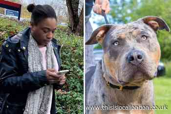 Thamesmead XL Bully that attacked 2 people 'not dangerous' says owner