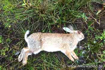 Massale sterfte onder wilde konijnen in Genoelselderen: wat is er aan de hand?