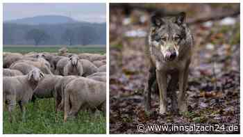 Drei tote Schafe in der Region: Landwirt ist beunruhigt – war es ein Wolf?