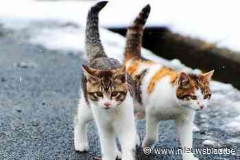 Temse pakt teveel aan zwerfkatten verder aan