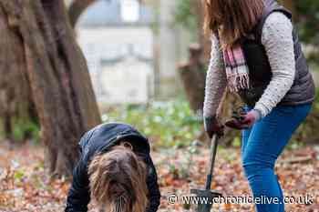 Northumberland National Trust property Wallington invites families to plant 100,000 snowdrops during February half-term