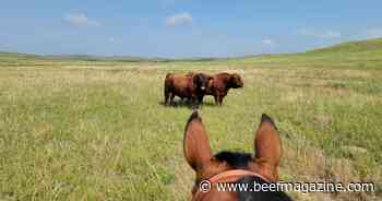 Bull selection criteria and cost