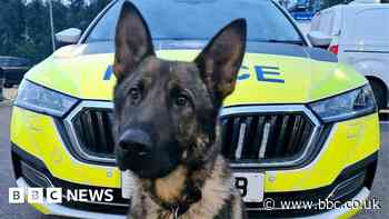Police dog tracks suspect to children's playground