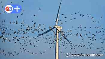 Windparks auf Eiderstedt an Vogelzugroute: Nicht nur Naturschützer entsetzt über Pläne