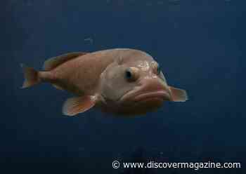 With a Comically Sad Face, the Blobfish Could be the Ugliest Animal in the World