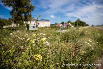 Nieuw bermbeheerplan goedgekeurd met als doel ecologische verrijking bermen, zonder veiligheid in de weg te staan