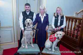 Queen Camilla calls for greater use of 'brilliant' dogs that can sniff out cancer and Covid-19