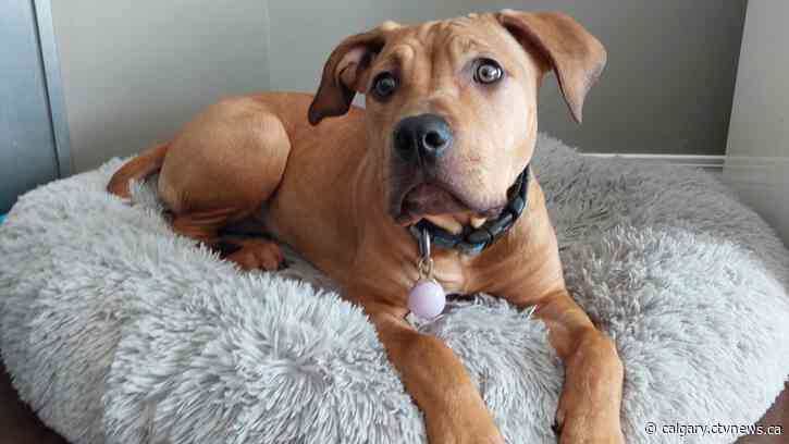 Calgary animal cruelty cases see three people charged