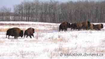 ‘They’re home’: 22 buffalo returned to Sask. after over a century absence