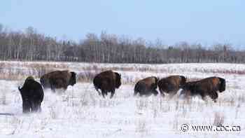 Buffalo herd released on Witchekan Lake First Nation in Saskatchewan